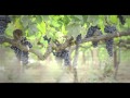 2015 Harvest Video Masseto