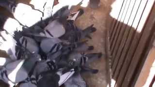 preview picture of video 'LEANING LOFT 2014 RACE TEAM RACING PIGEONS AUSTRALIA'