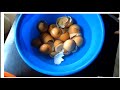 How To Produce High Nutrient Calcium Supplement From Egg Shell