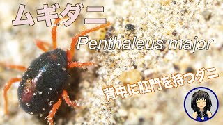 ムギダニ (Penthaleus major) 背中に肛門をもつダニ