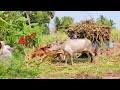 Bullock Cart Ride Bullock Cart Mud Ride