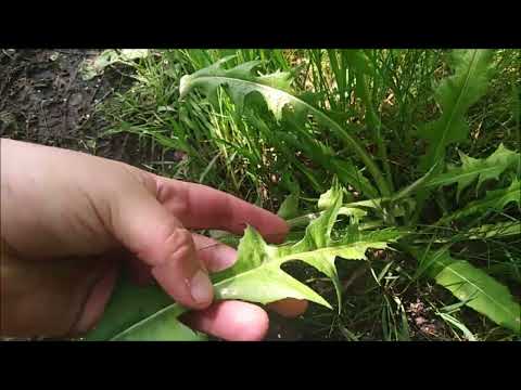 Dzika kuchnia odc. 8: cykoria podróżnik i kukliki.