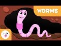 Worms - Invertebrate animals for kids - Natural Science for kids