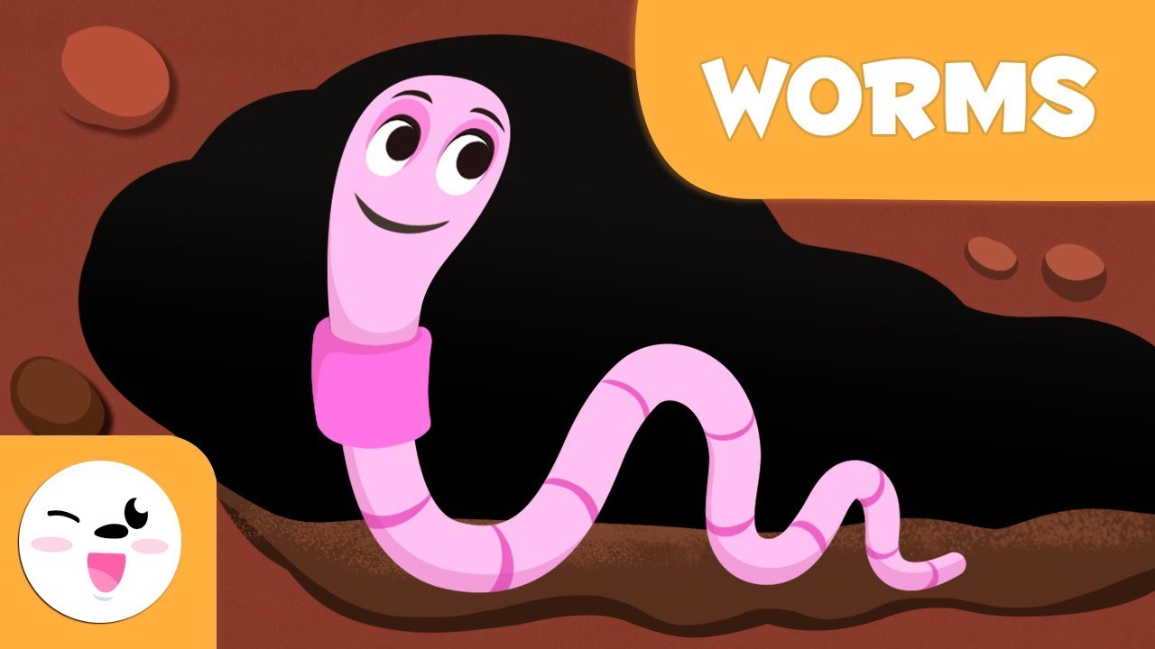 Worms - Invertebrate animals for kids - Natural Science for kids