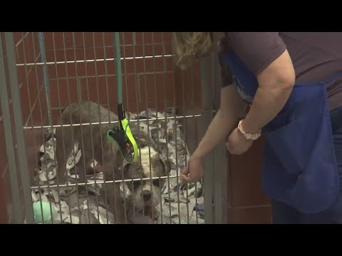 SNAP benefits in danger; what it means for pet owners