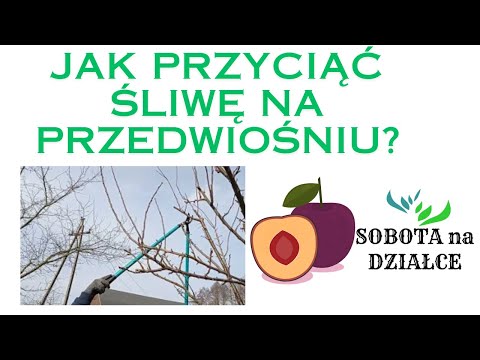 Pruning plum trees in early spring.