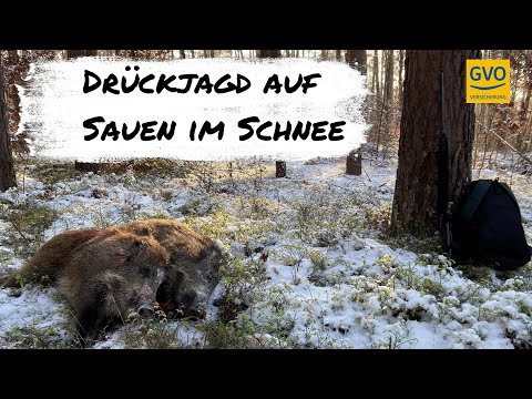 Driven hunt for wild boars in the snow