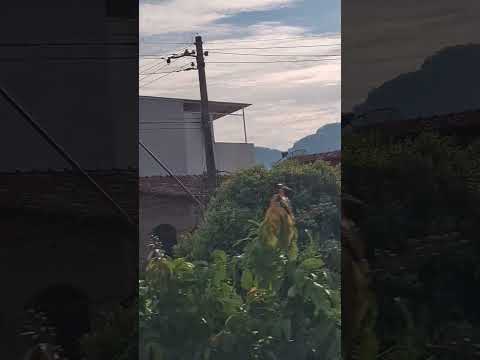 ENGENHEIRO CALDAS - MINAS GERAIS!