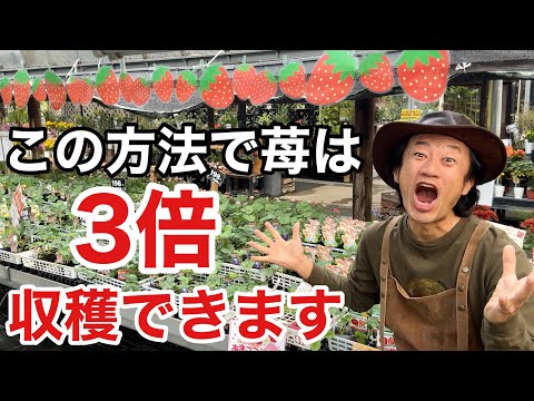 吊り下げイチゴ:植え付けと手入れのヒント 植物