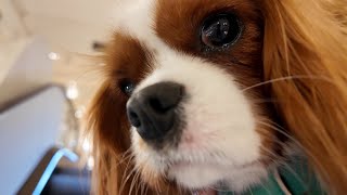 Vanilla visits a temporary dog shop event at a famous Paris department store