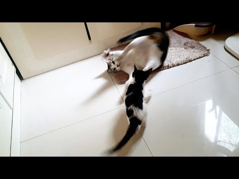 Kitten Attacking Older Cat!