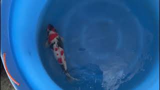 video van Showa SH-NA24-0487