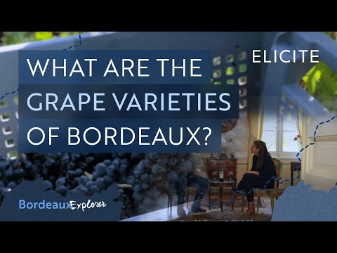 The Wine Grape Varieties of Bordeaux