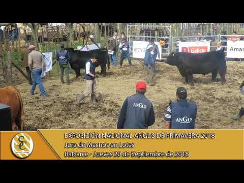 19-08-18 Jura Machos en Lotes - Exposición Nacional Angus de Primavera - Balcarce