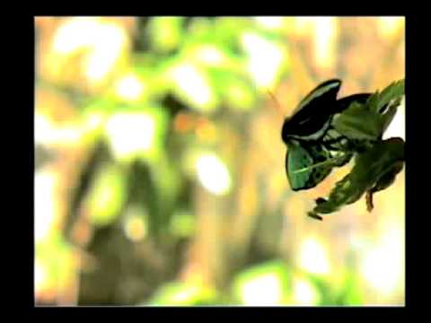 メガネトリバネアゲハ