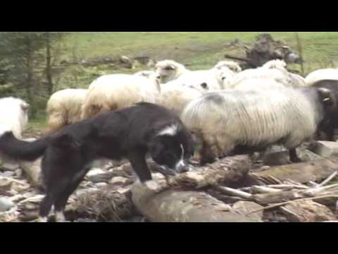 Parintele Cleopa Ilie – prieten la sfintilor si duhovnic al romanilor!