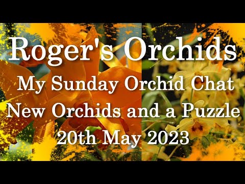 My Sunday Orchid Chat - New Orchids and a Puzzle