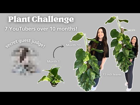 Challenge Accepted! Growing a $7.98 Pothos Huge in only 10 months!