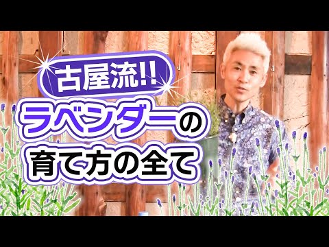 ラベンダーを鉢に植える時期はいつ？どうやって ？季節に応じたメンテナンスアドバイス  庭園