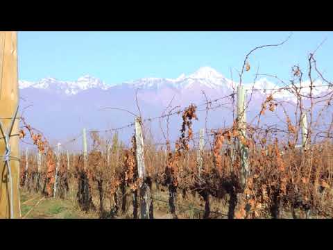 FINCA DE 100 HAS ORGÁNICA EN TUPUNGATO, MENDOZA