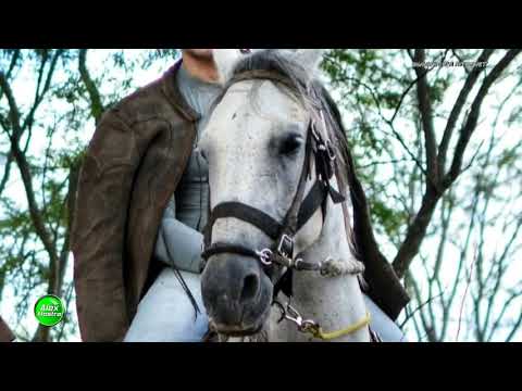 Toada  da egua  Susana