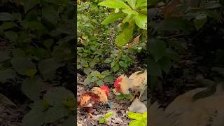 Download lagu Roaster fighting #viral #shorts #shortvideo #roaster #trending #figthing #fight mp3