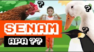 Download lagu Senam Bebek | Senam Ayam Anak TK mp3