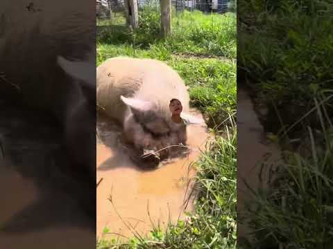 The pucer #pig in swimming pool in street of pig swimming #cretuwn