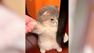 Wanna LAUGH? Watch FUNNY CATS!