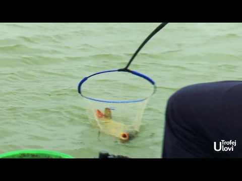 Ulovi Trofej - Fider u Madjarskoj