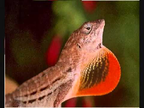 Salsbach Jazz Trio and Bibi Provence  -  Mi Amigu