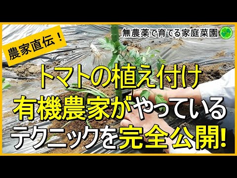 イラクサの葉とトマトの植え付けを使用します 穴 菜園 肥料 肥料 マルチング マルチ