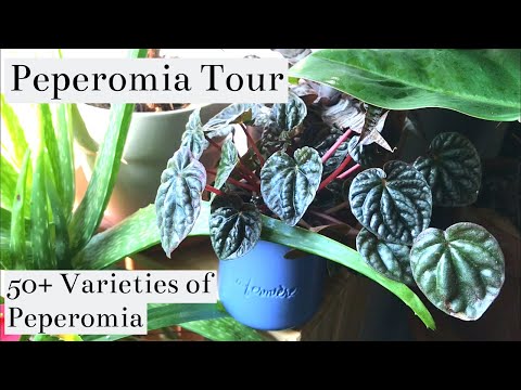 All Of My 50+ Varieties Of Peperomia | Houseplant Tour