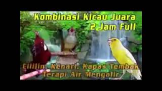 Download lagu @semuasuara kenari kapas tembak cililin#masteranmuraifullisian #masteranmuraibatukenari #duniaburung mp3