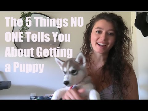 THE 5 THINGS NO ONE TELLS YOU ABOUT GETTING A PUPPY