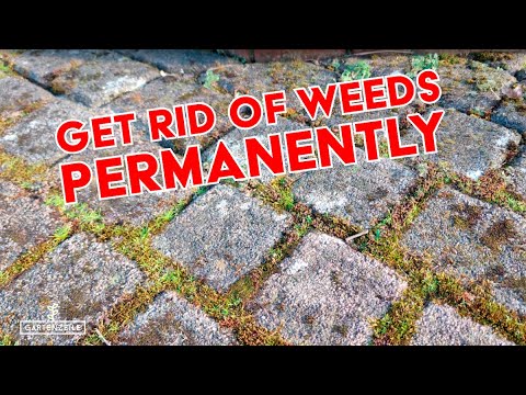 8 tips against weeds in driveways and sidewalks [How to get rid of weeds permanently]