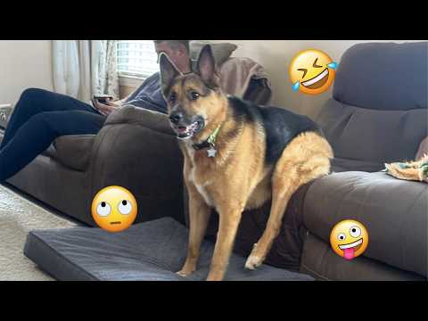 These Funny Dogs Will Make Your Day Better 🤣🐶 FUNNIEST DOGS video 2026 #15