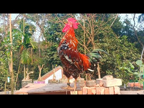 THE BIG ROOSTERS CROWING COMPILATION