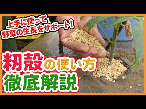 2023 年の夏に菜園にマルチングをしましょう
