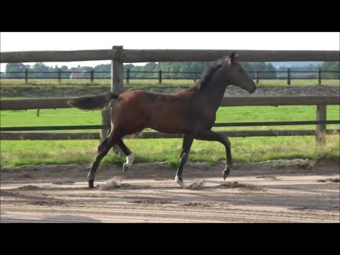 *2021 Hengst von Diamond First - Rotspon