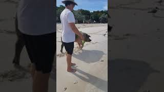 preview picture of video 'Dave feeding pigs in Exuma'