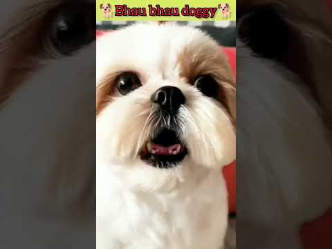 bhau bhau dogi #trending #viral #191 #shortvideo #690 #4kviral #dogbarking #puppy #shorts #short