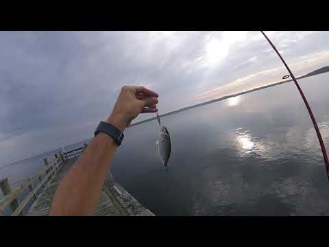 How to Catch Snappers (Baby Bluefish) at Navy Pier in Montauk