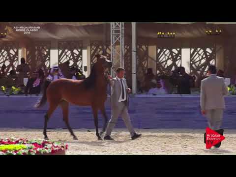 N.100 JOURI AL SAWARY - Asharqia Classic 2018