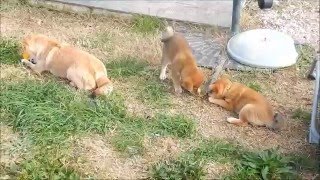 Shiba Yoko Tsuno go Kami no Uma