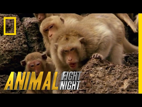 Clash of Macaque Monkey Clans | Animal Fight Night