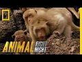 Clash of Macaque Monkey Clans | Animal Fight Night