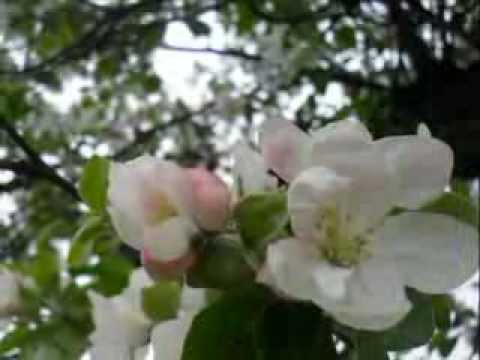Marta Kubišová MÁJ.wmv