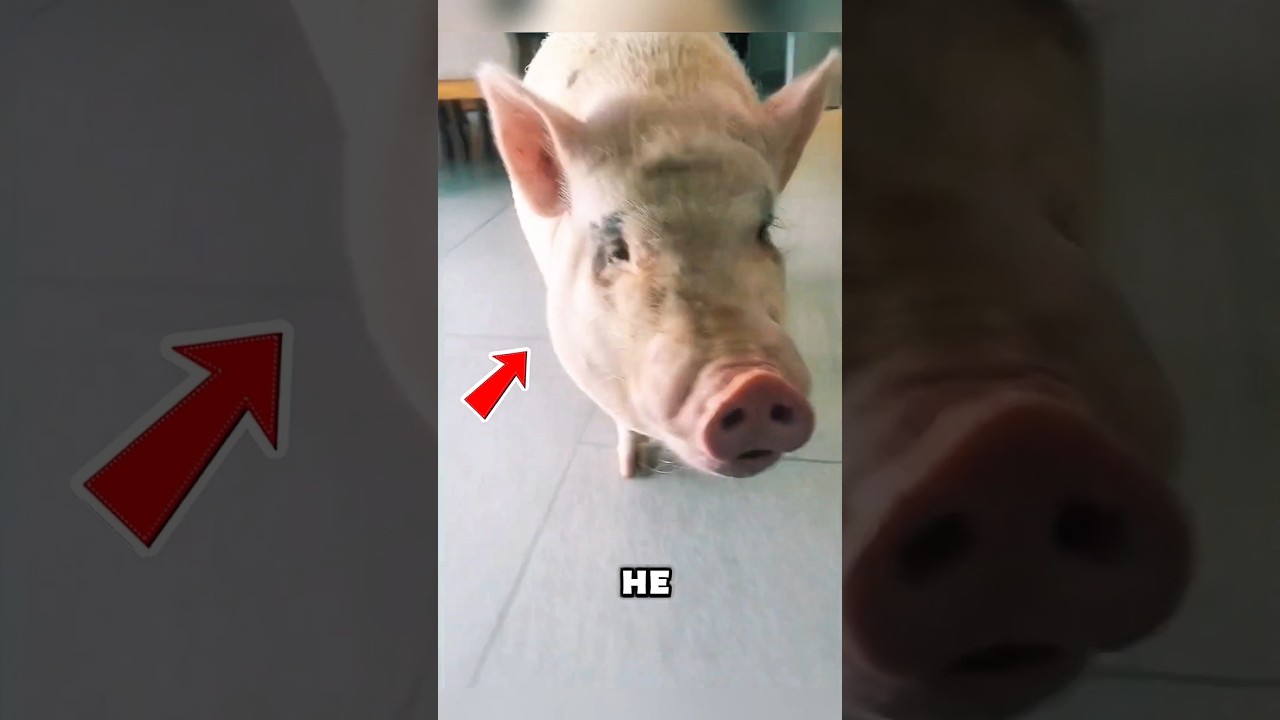 He Saved a Pig and Gave It a Loving Home #animals #shorts