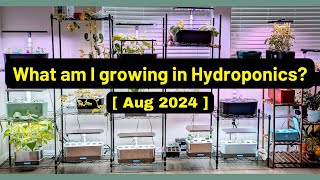 What am I growing | Aug 2024 | Aerogarden iDoo LetPot Spider Farmer AHopeGarden RainPoint Mufga